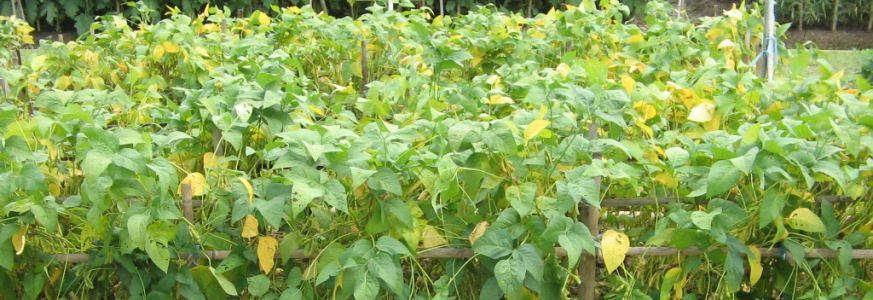 BOMBA 25 wp ( Methomyl )